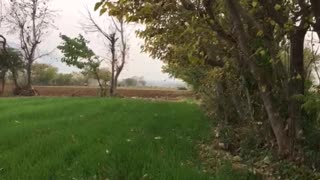 Village beauty || Northern areas of Pakistan || KPK || beauty of Nature || greenry || village life