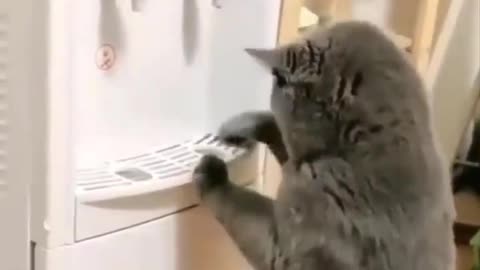 Cat Intelligence || Cat using Water Machine