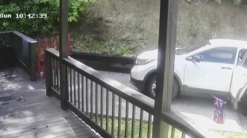 Hungry Bear Opens Car Door for Snacks