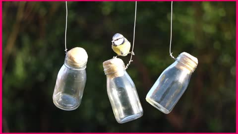 garden bird drinking in a milk glass bottles