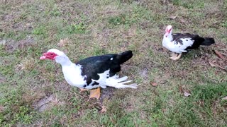 My Muscovy ducks greeted me home from work.