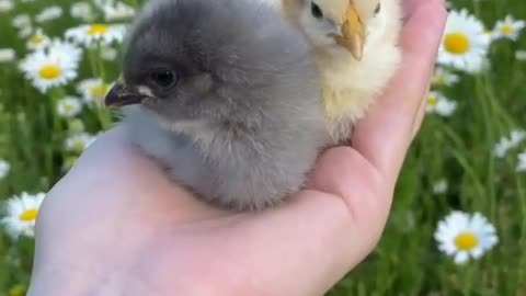 cute chick videos