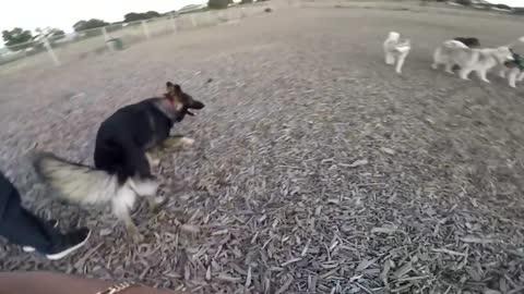 German Shepherd Crazily Jumps On Me, Mastiff Puppy Barking