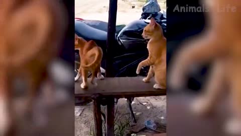 Best Funny Animal Videos 2022 and 2021 😂 - Funniest Dogs And Cats Videos 😃