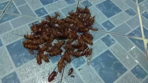 Dozens of cockroaches come to my bathroom and killed by insecticide
