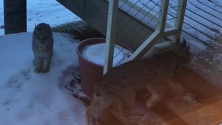 Three Bobcats Get Close To A House In Alaska
