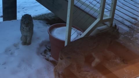 Three Bobcats Get Close To A House In Alaska