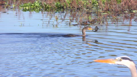 Double-crested Cormorant swims with a fish