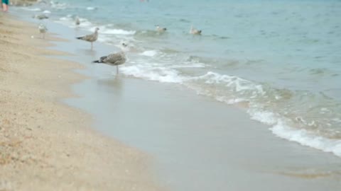 Relax With The Sound Of The Ocean And Seagulls - White Noise For Sleeping - Fall Asleep Instantly