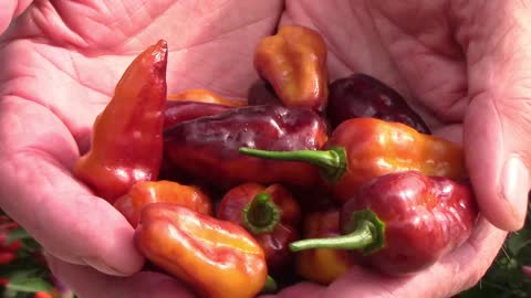 A Look At Puma Hot Peppers As They Grow Through The Season