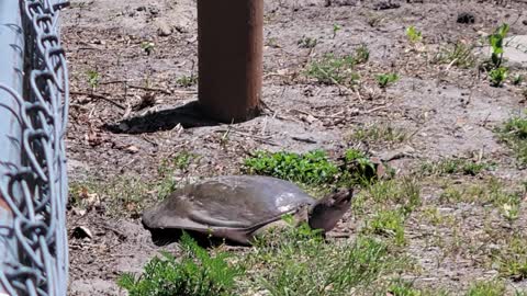 Florida soft shelled turtle catching some rays