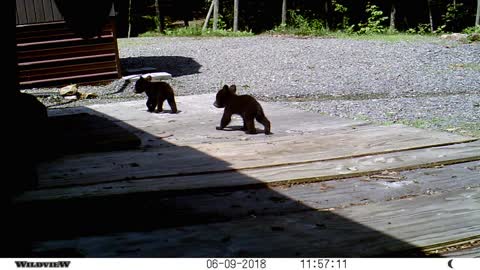 Mama Black Bear & Cubs in WV