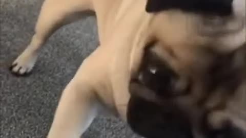 Funny Pug Doing Yoga Training With Its Tik Tok Cute Dog Video For Yoga Instructors