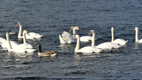 swans ducks water white bird nature
