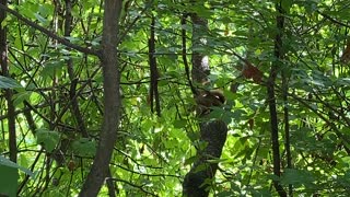 Red-Tailed Squirrel making funny sounds