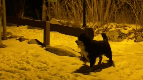 Bernese Mountain Dog Meets Snowman