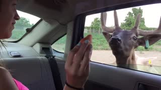 Chica enloquece completamente durante la alimentación a animales en un parque de vida silvestre