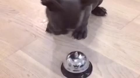 French Bulldog puppy adorably rings bell for treat