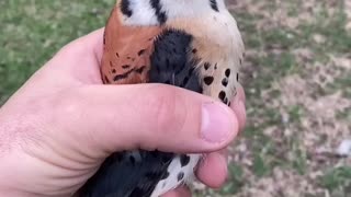 American Kestrel