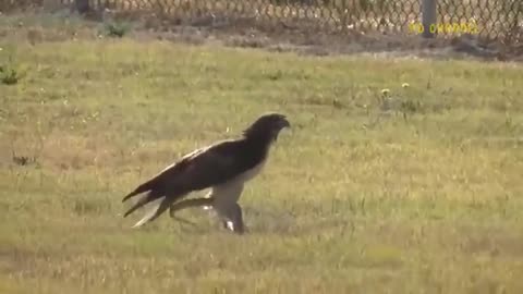 Leopard Risks It All At Extreme Height To Raid Eagle's Nest To Rescue Her Cub But