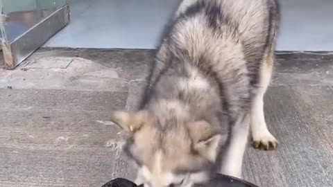 Funny dog eating dog food very messy like a child