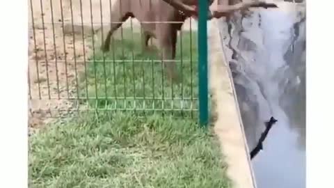 The dog tries to pass a stick through a fence