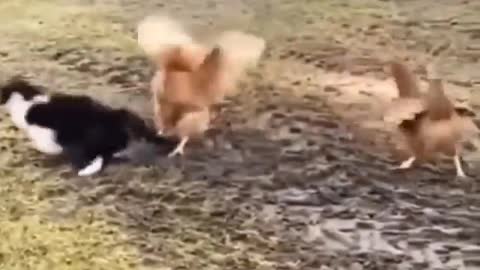 The cat attacks a hen, and another hen helps her