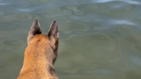 Malinois dog goes for long swim. Poodle dog jumps in water but can’t get out.