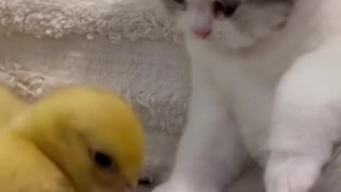 "Tiny Paws and Fluffy Feathers: The Delightful Duo of a Brave Kitten and an Adorable Duckling"