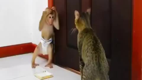 Cate monkey fight