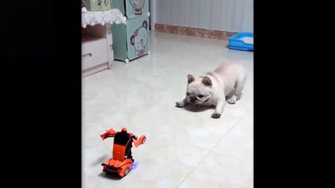 TRANSFORMER CAR ATTACKS DOG