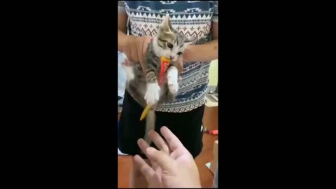 Funny Videos of kittens - Cute and Funny Kittens