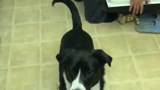 Cute dog has a hard time catching.