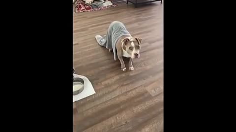 Dog play,dog best video ,cute animal ,#shorts