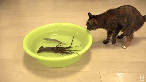 Japanese spiny lobster vs Cat 猫vs伊勢