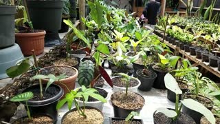 Houseplants Garden | Alocasia Cuprea Plant
