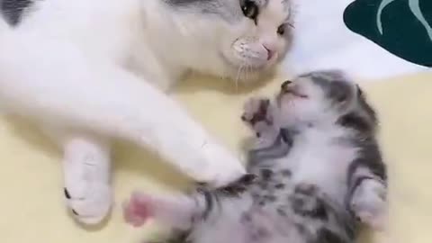 Cat mom hugs baby kitten having a nightmare