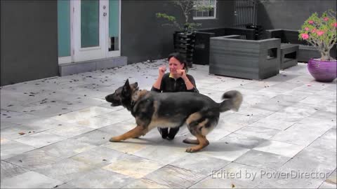 Guard Dog Training Step by Step!