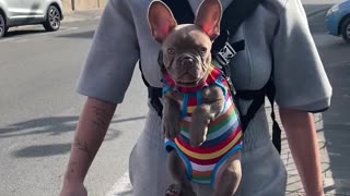 Woman Wears Her Frenchie Puppy for Walk