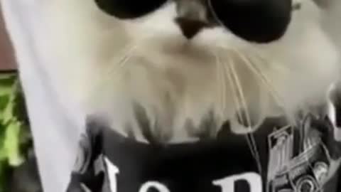 Cat haircuting video.