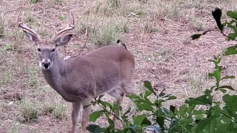 Butcher Bird and Buck