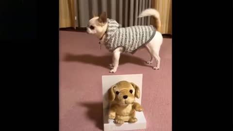 Cute and funny pets videos #