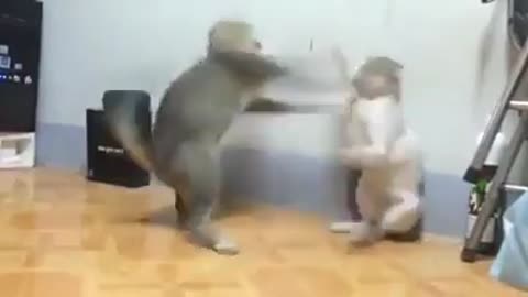 Epic Cat Fight #Very Funny