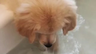 Puppy playing in the water