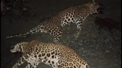 2 leopards were found dead in the forest near Murree
