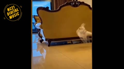 Funny Videos of Dogs, Cats and other Animals, Cats Playing 4