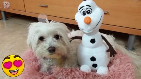 FROZEN CHALLENGE! ❄️Mi Perro ME CONGELA!⛄️🐶 Anima Dogs