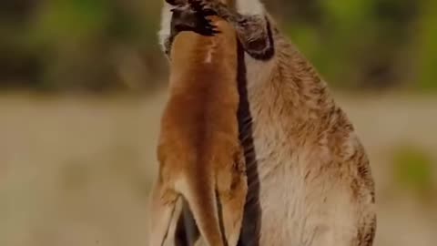 Kangaroo mom Embracing her Baby