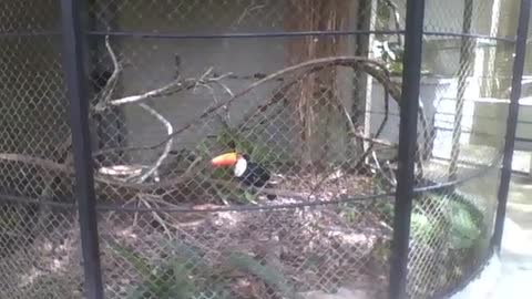 Beautiful black and white toucan in the park, look how big the beak is! [Nature & Animals]