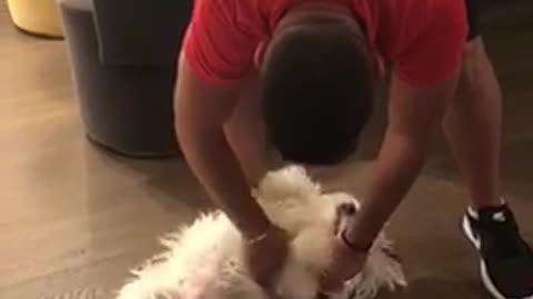 Excited white dog flips on back scratch pets